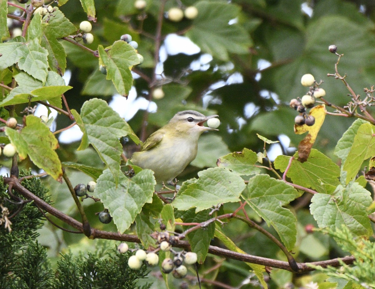 Red-eyed Vireo - ML624097118