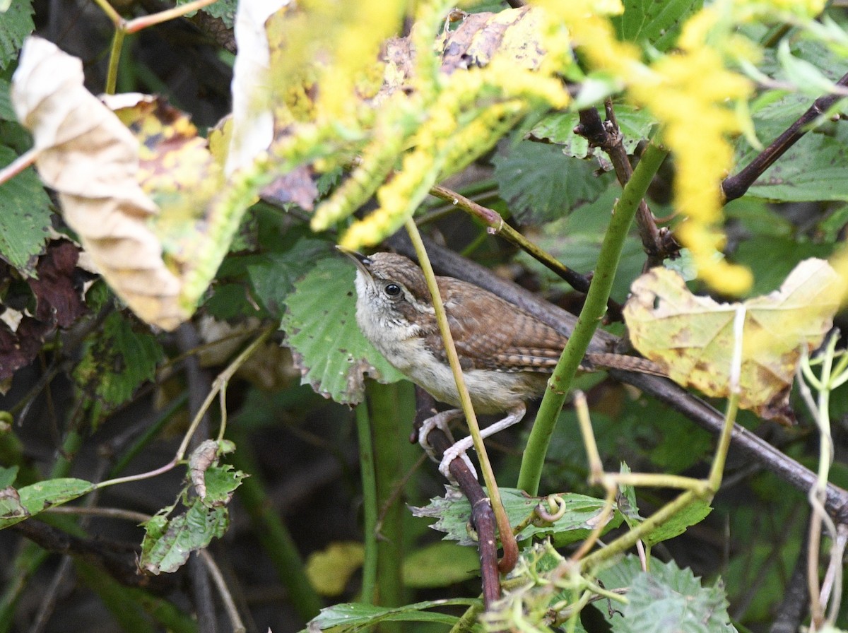 Carolina Wren - ML624097133