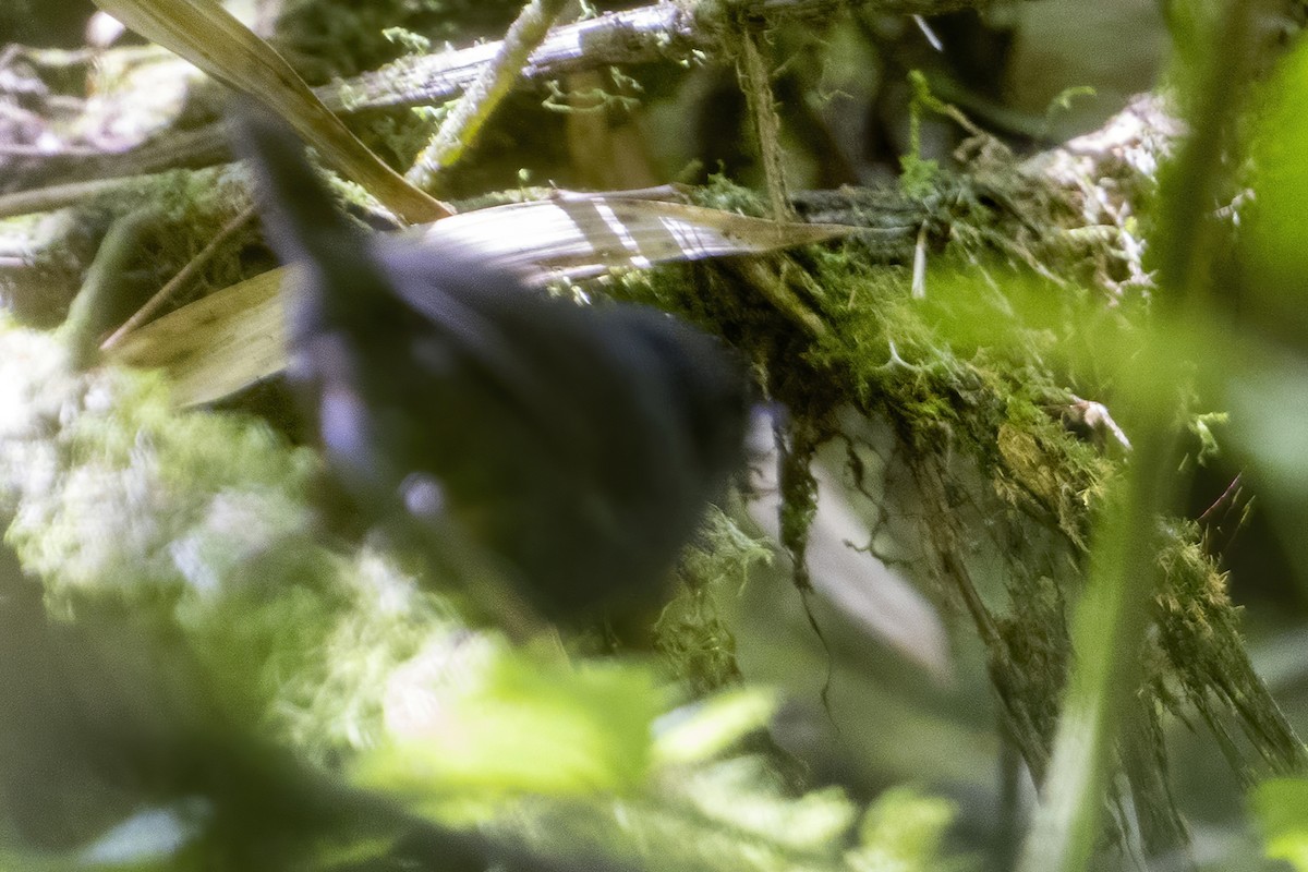 Utcubamba Tapaculo - ML624097144