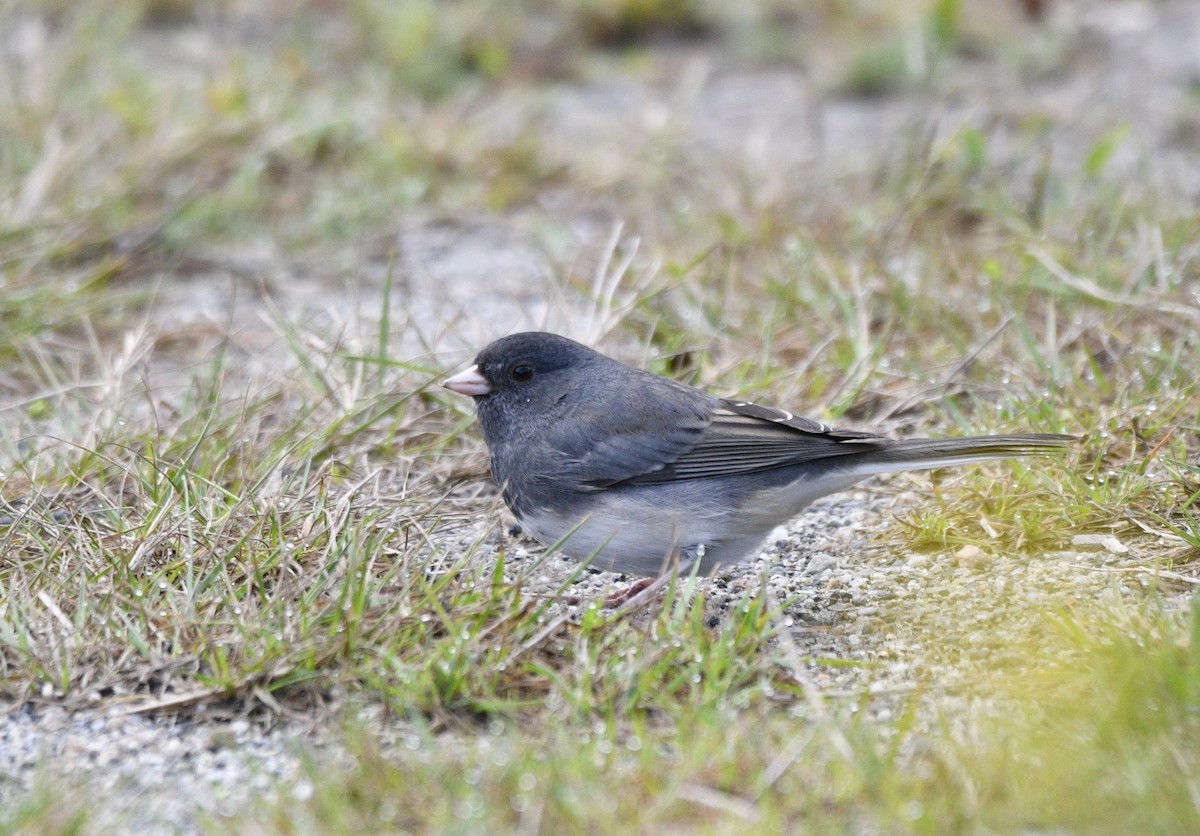 Dark-eyed Junco - ML624097147