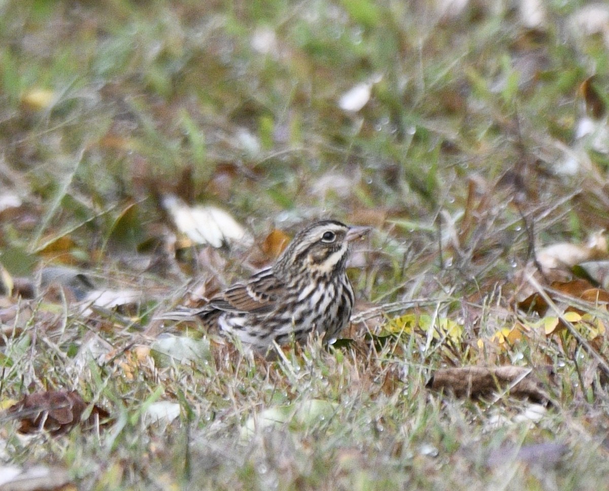 Savannah Sparrow - ML624097158