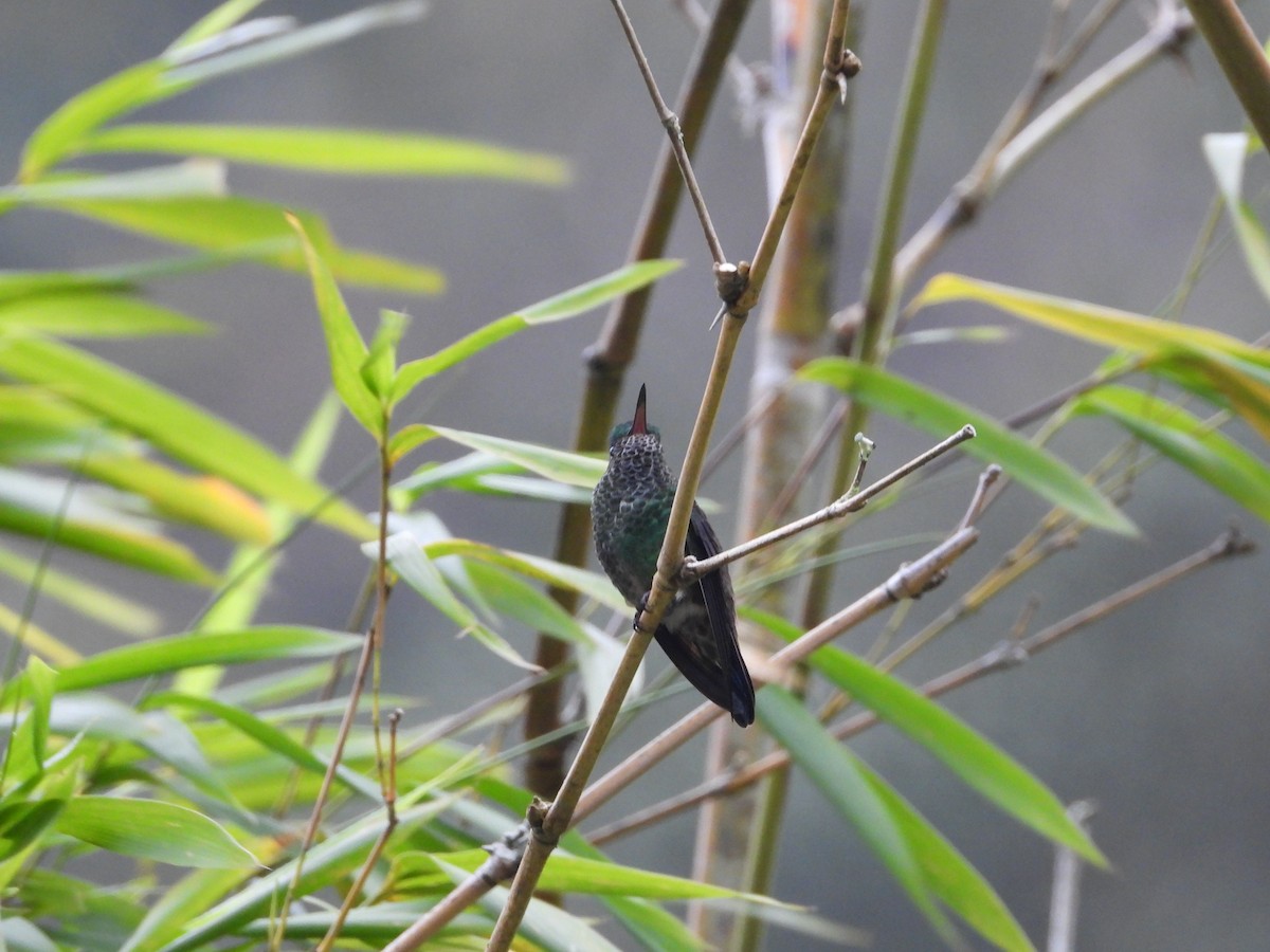 Rufous-tailed Hummingbird - ML624097160