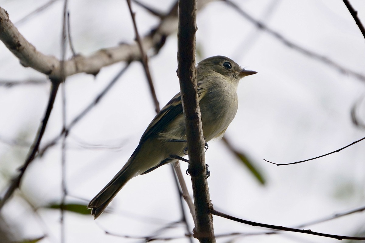 Least Flycatcher - ML624097164