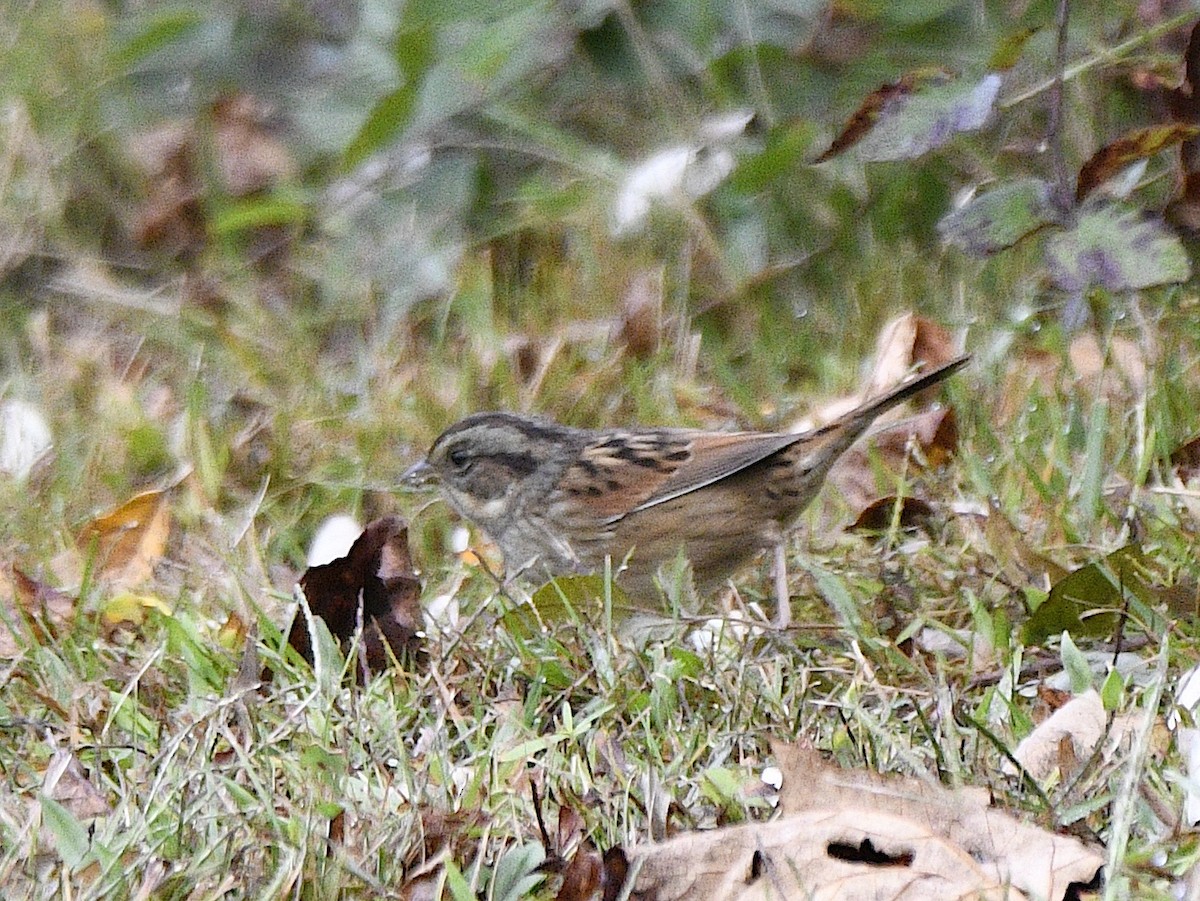 Swamp Sparrow - ML624097179