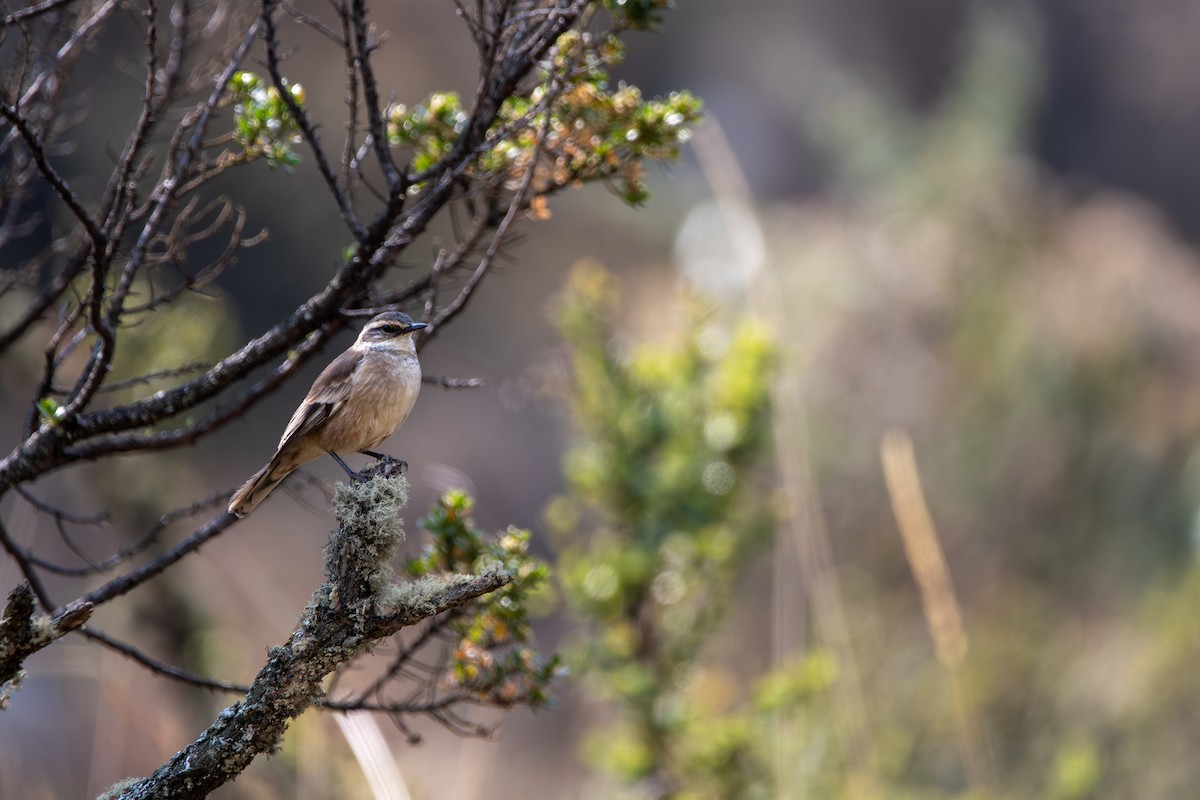 Cream-winged Cinclodes - ML624097180