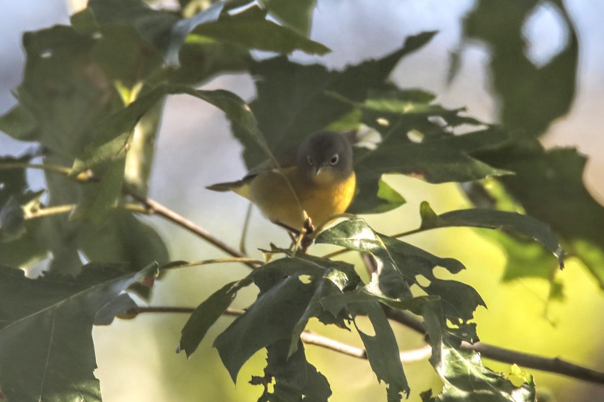 Nashville Warbler - ML624097191