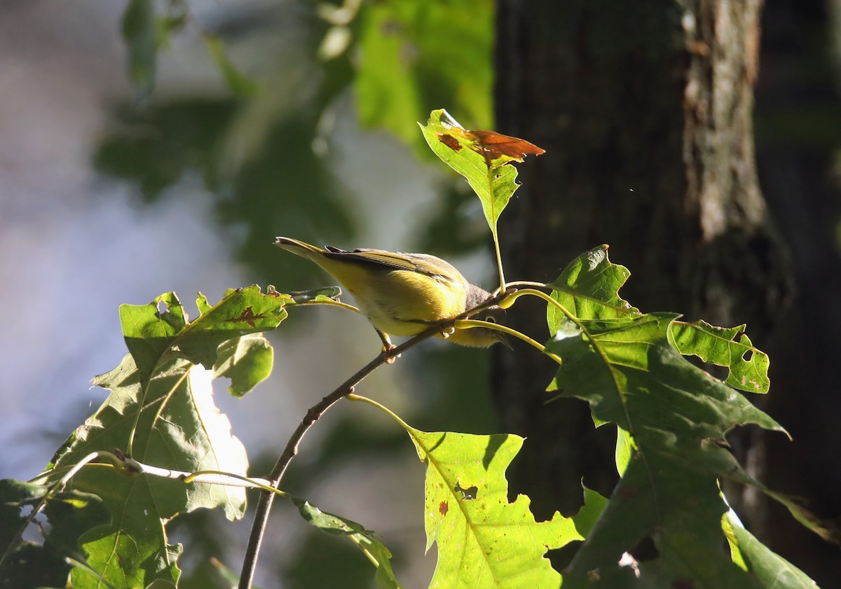 Nashville Warbler - ML624097192