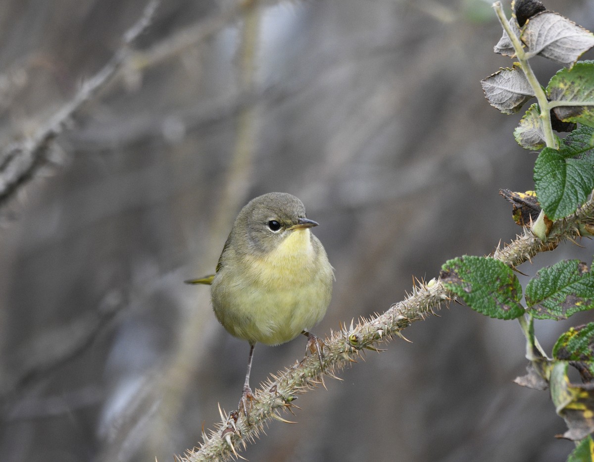 Common Yellowthroat - ML624097193