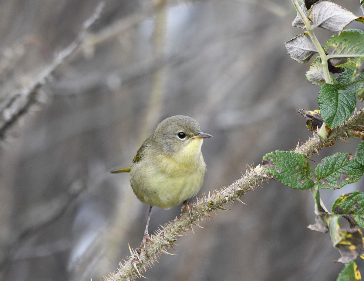 Common Yellowthroat - ML624097194