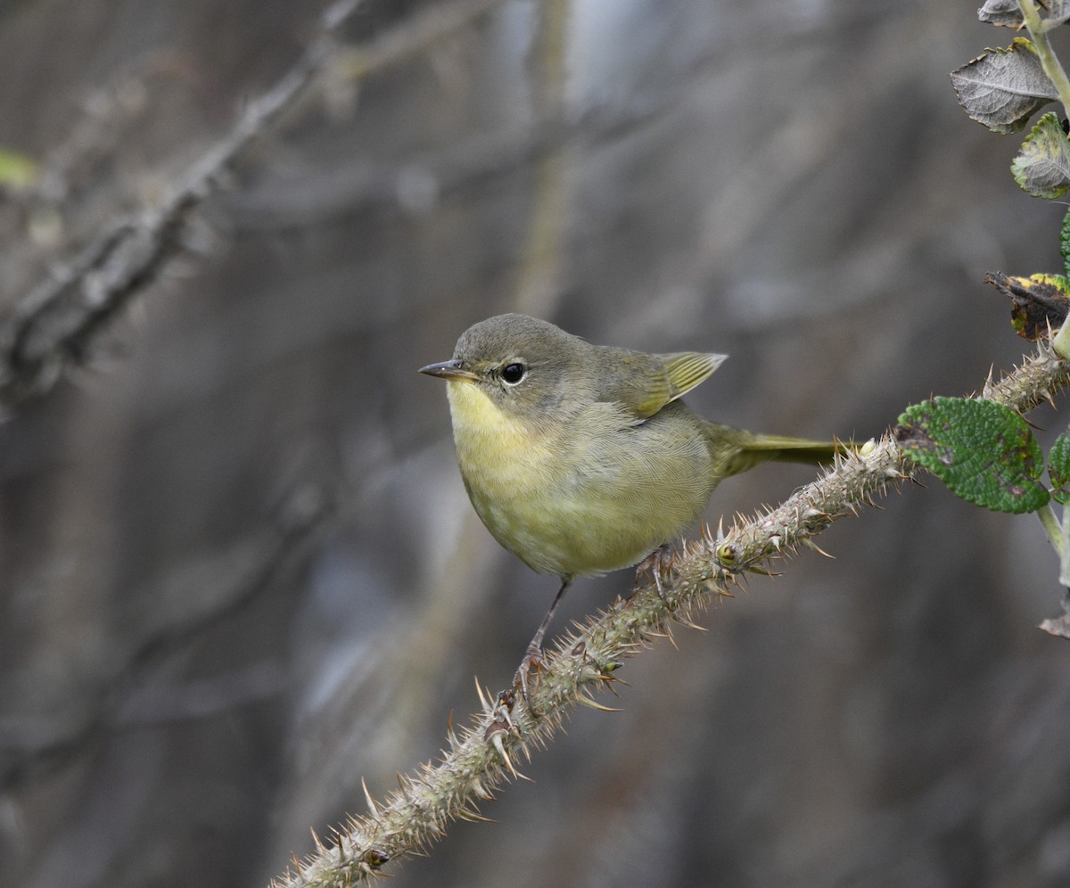 Common Yellowthroat - ML624097196