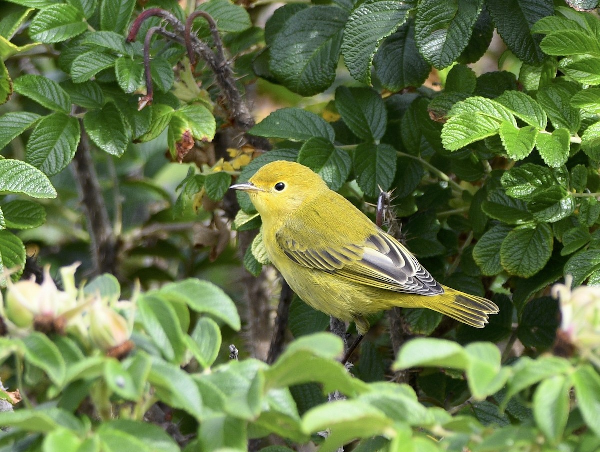 Yellow Warbler - ML624097210