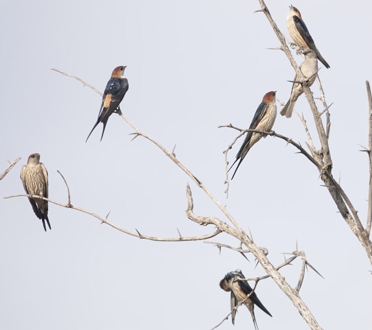 Greater Striped Swallow - ML624097223