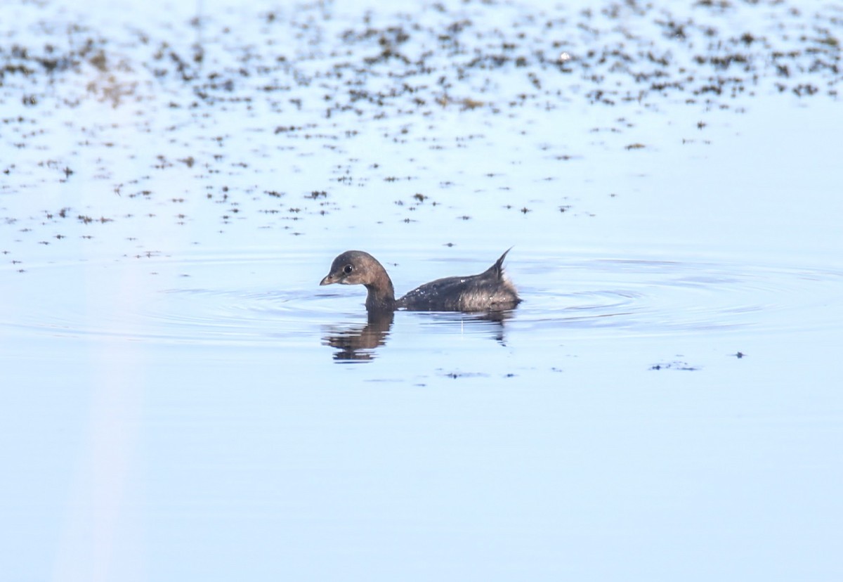 Pied-billed Grebe - ML624097247