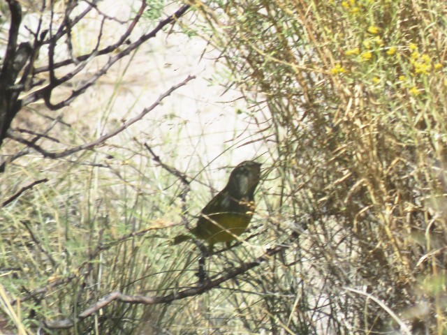 MacGillivray's Warbler - ML624097301