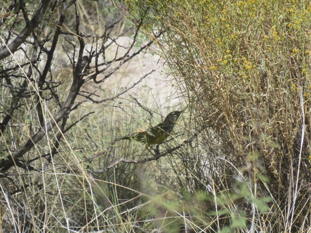 MacGillivray's Warbler - ML624097305