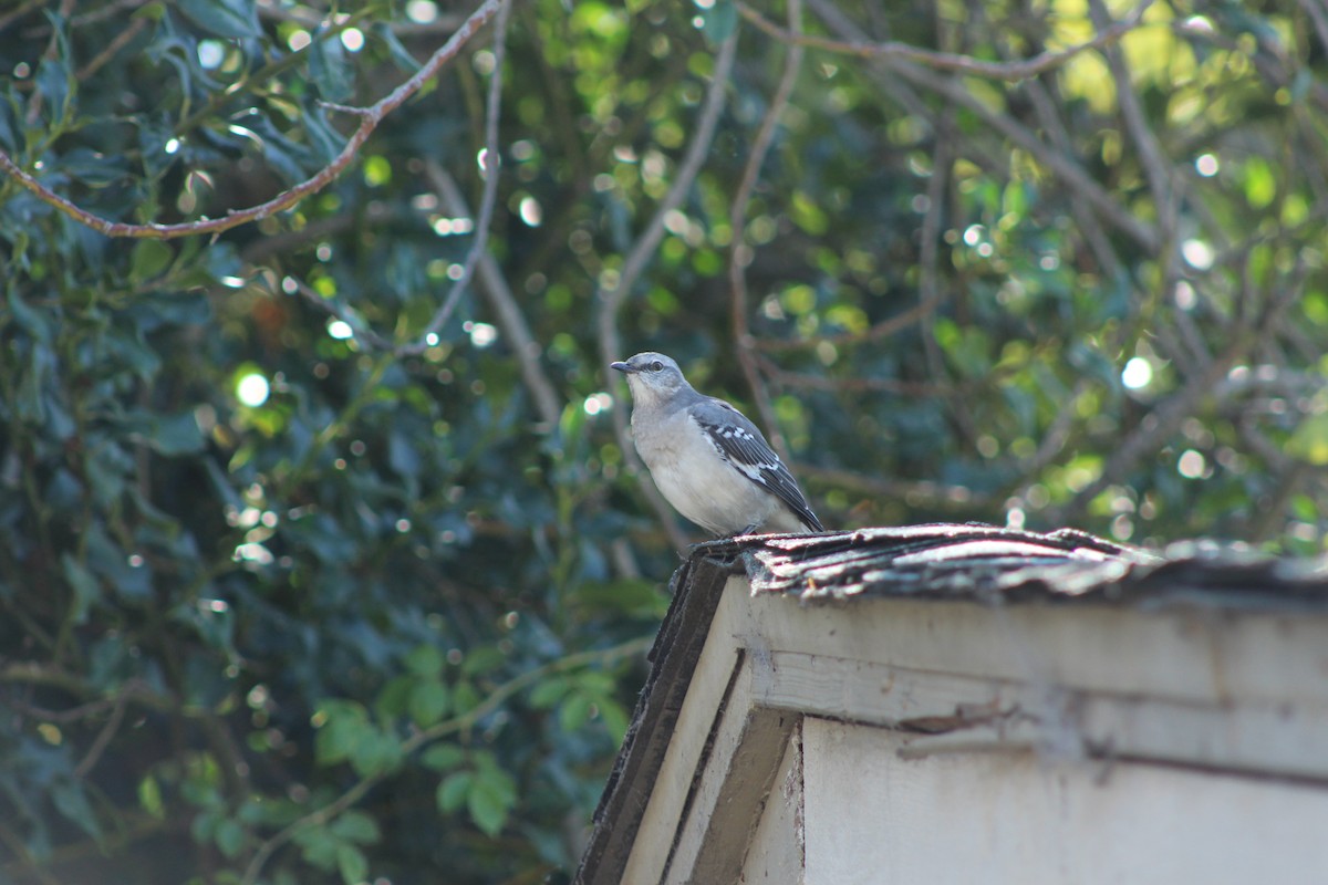 Northern Mockingbird - Luciana L.