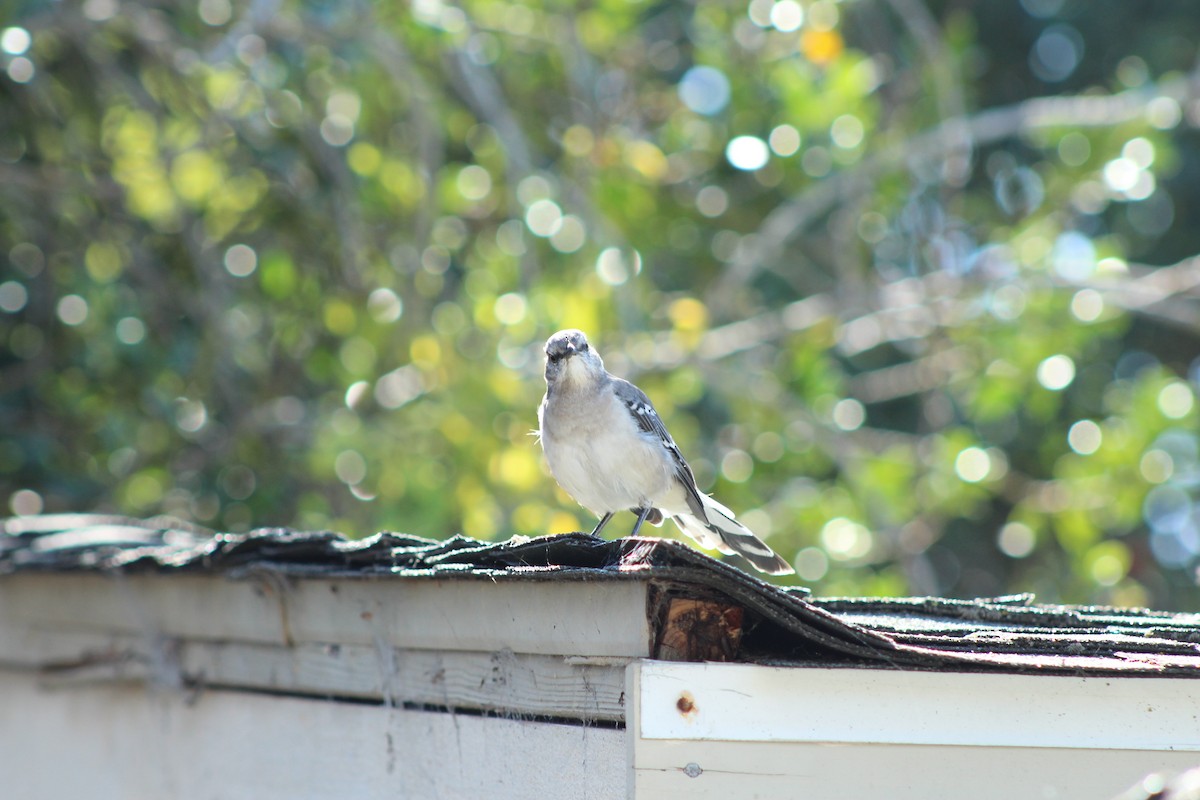 Northern Mockingbird - ML624097342