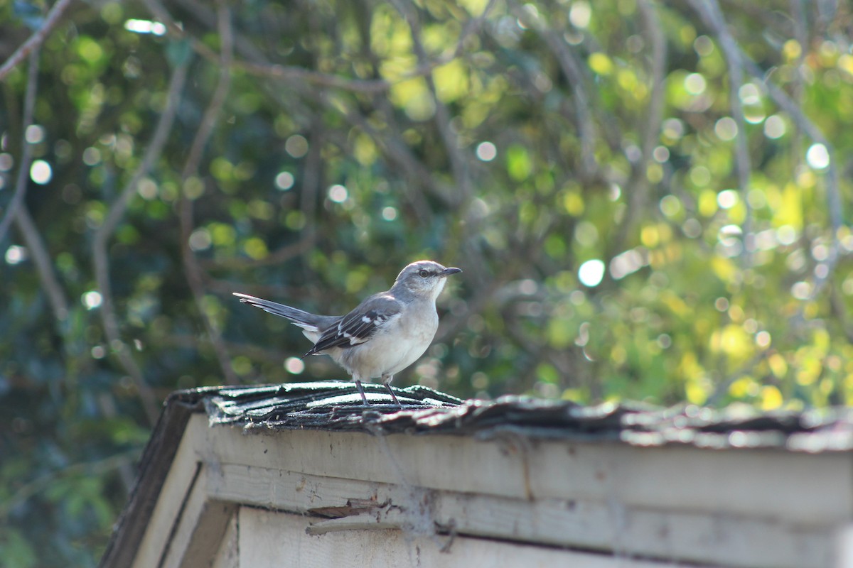 Northern Mockingbird - ML624097343