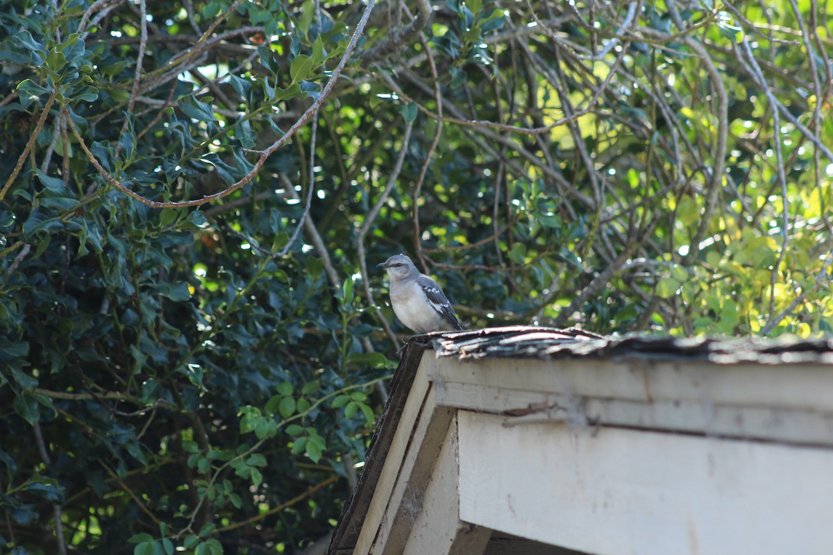 Northern Mockingbird - ML624097344