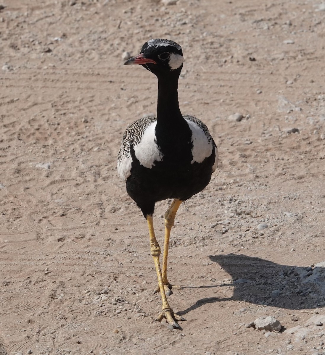White-quilled Bustard - ML624097365