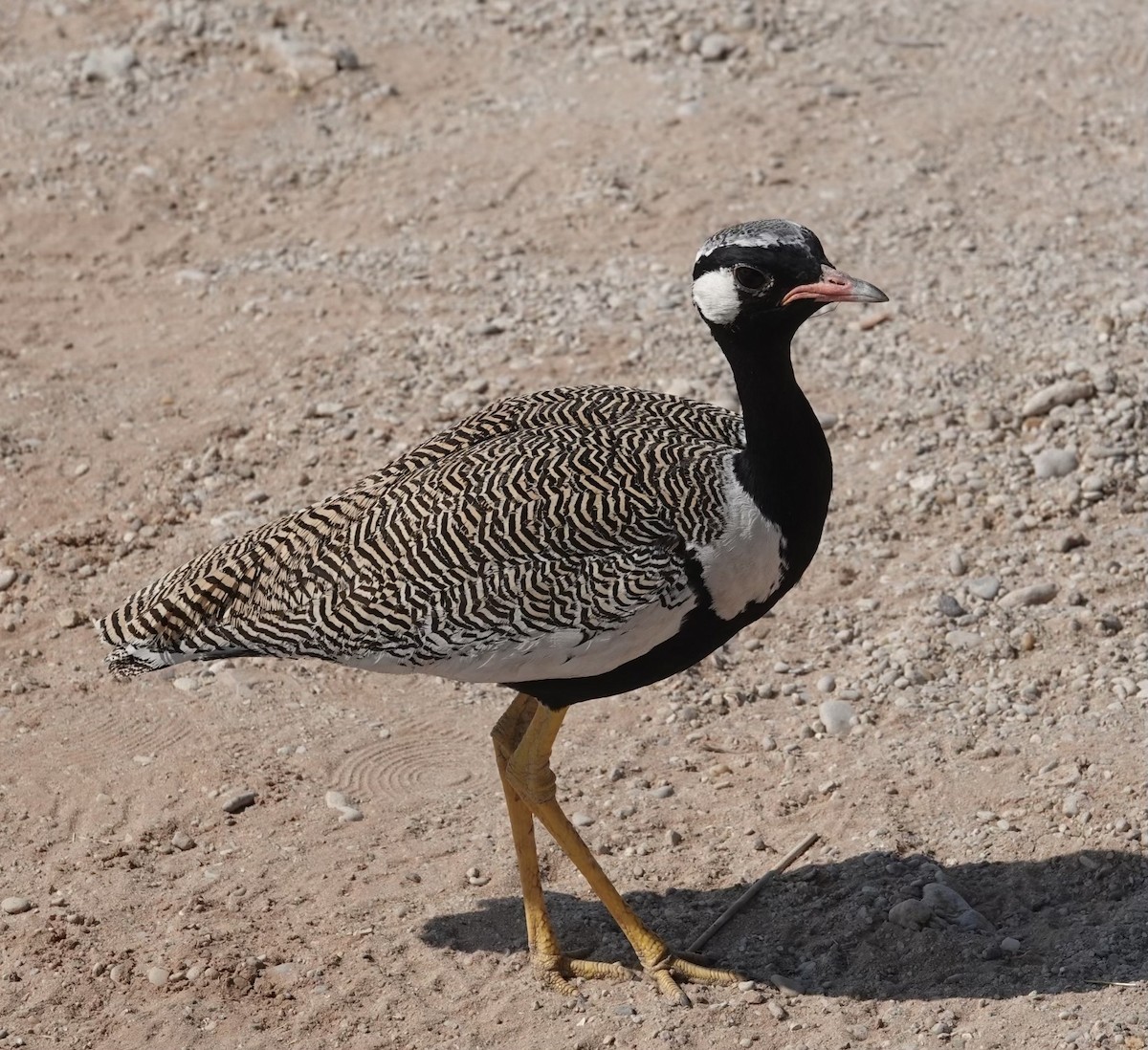 White-quilled Bustard - ML624097366