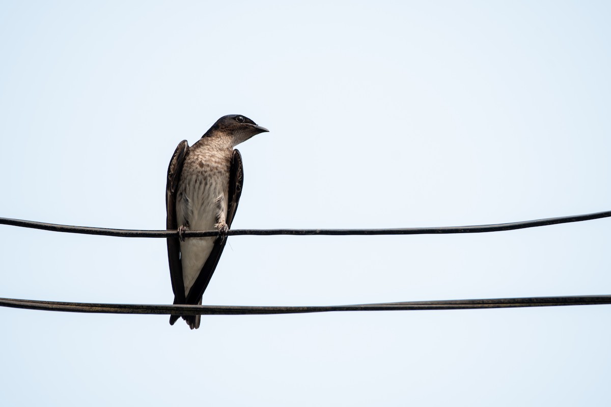 Gray-breasted Martin - Isaac Smith