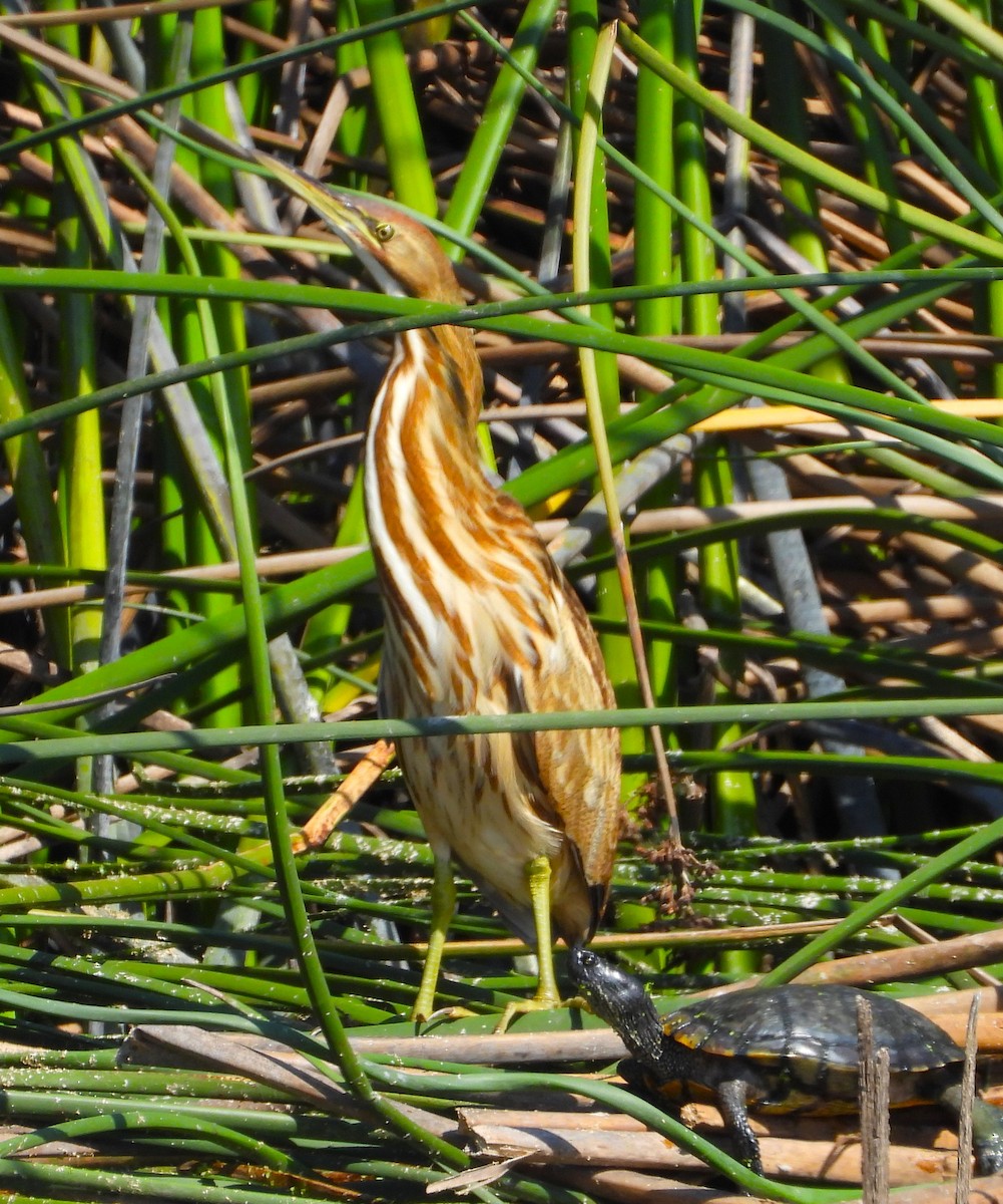 American Bittern - ML624097389