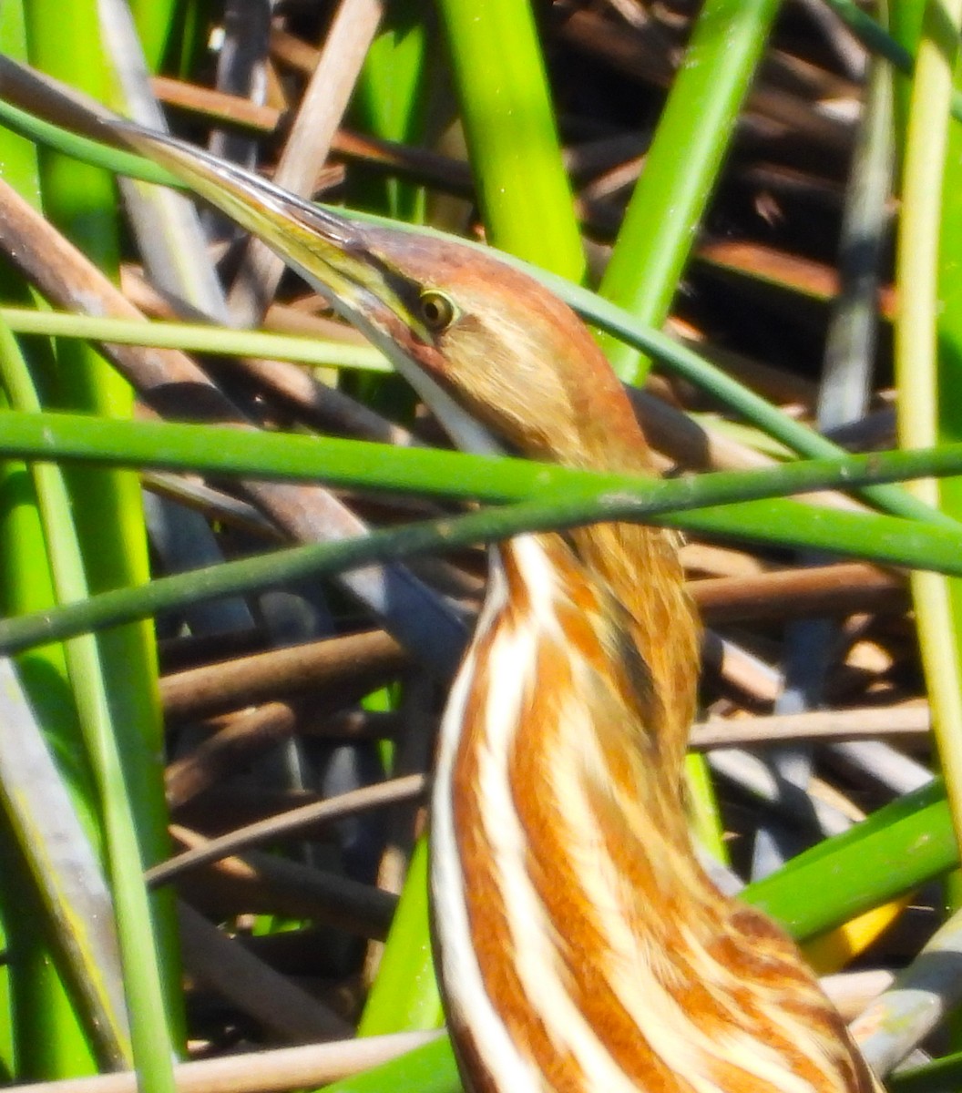 American Bittern - ML624097390