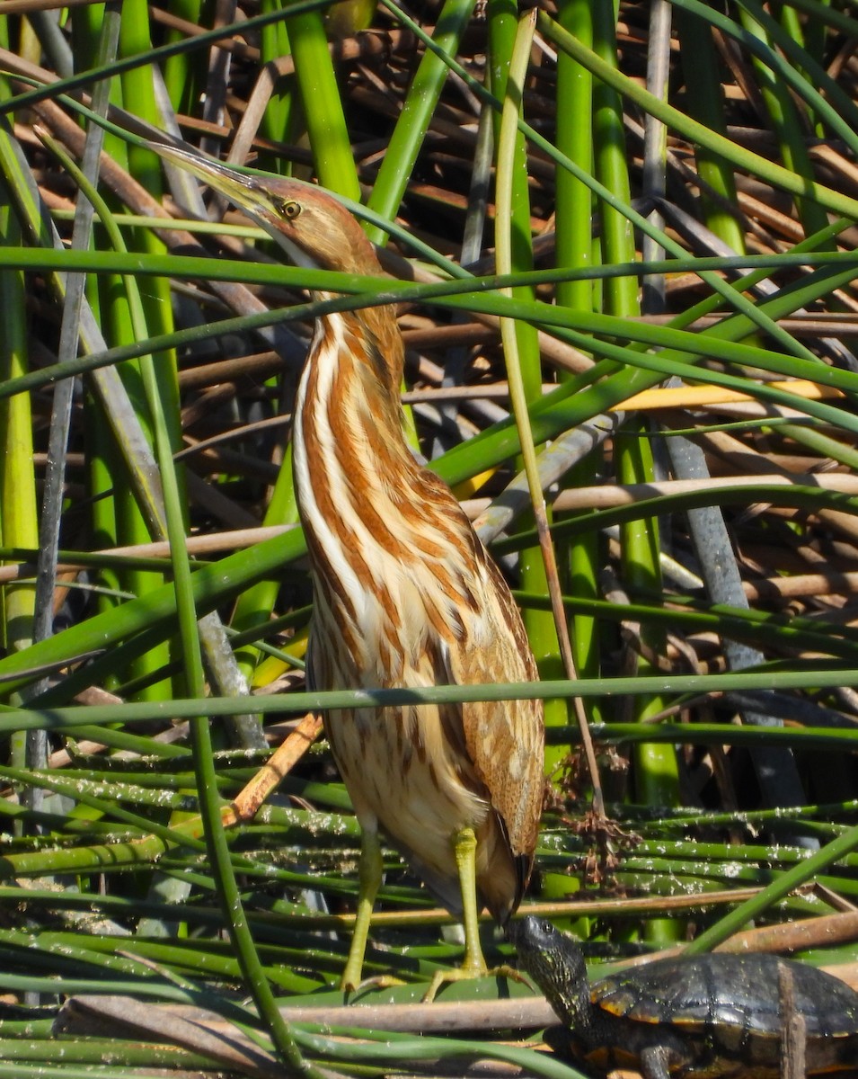 American Bittern - ML624097391