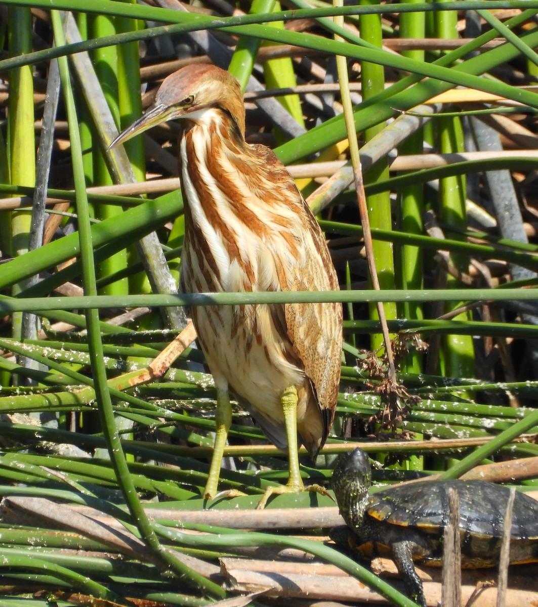 American Bittern - Lynn Scarlett