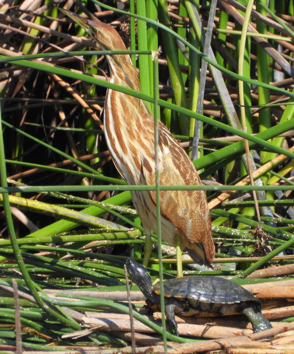 American Bittern - ML624097393