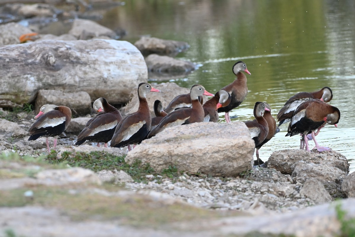 Black-bellied Whistling-Duck - ML624097396