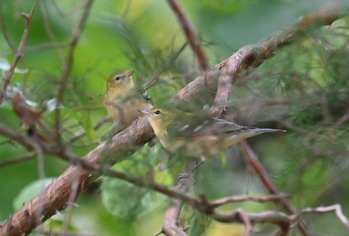 Bay-breasted Warbler - ML624097404