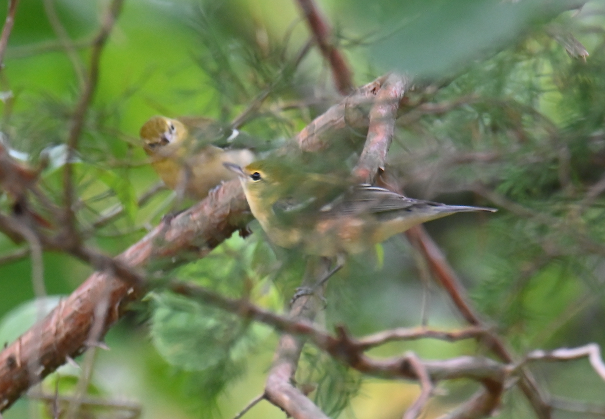 Bay-breasted Warbler - ML624097405