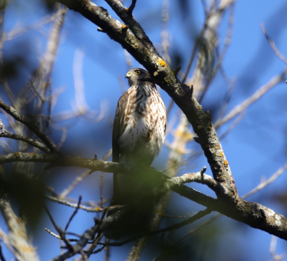 Cooper's Hawk - ML624097417