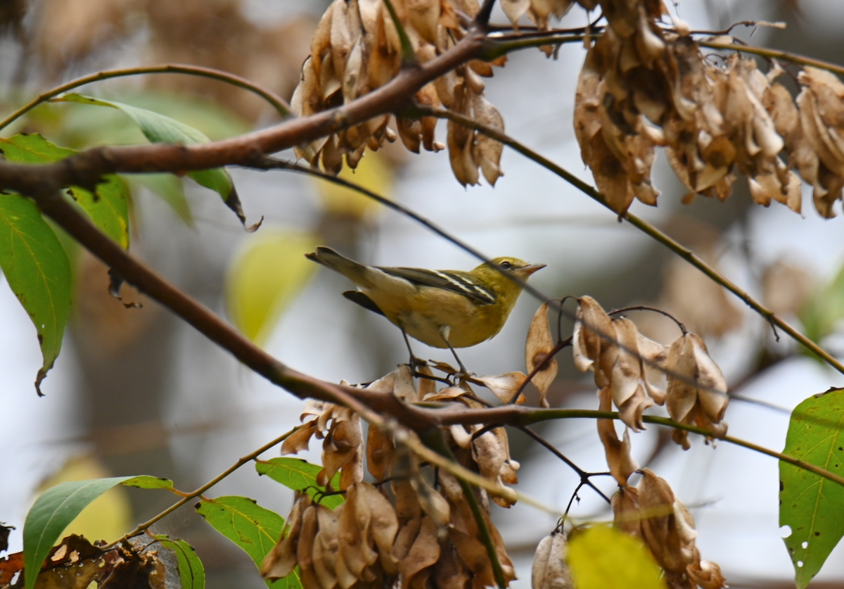 Bay-breasted Warbler - ML624097420