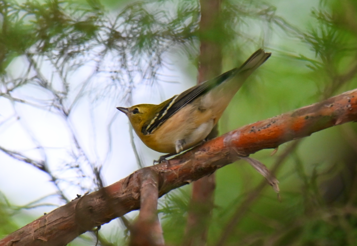 Bay-breasted Warbler - Heather Buttonow