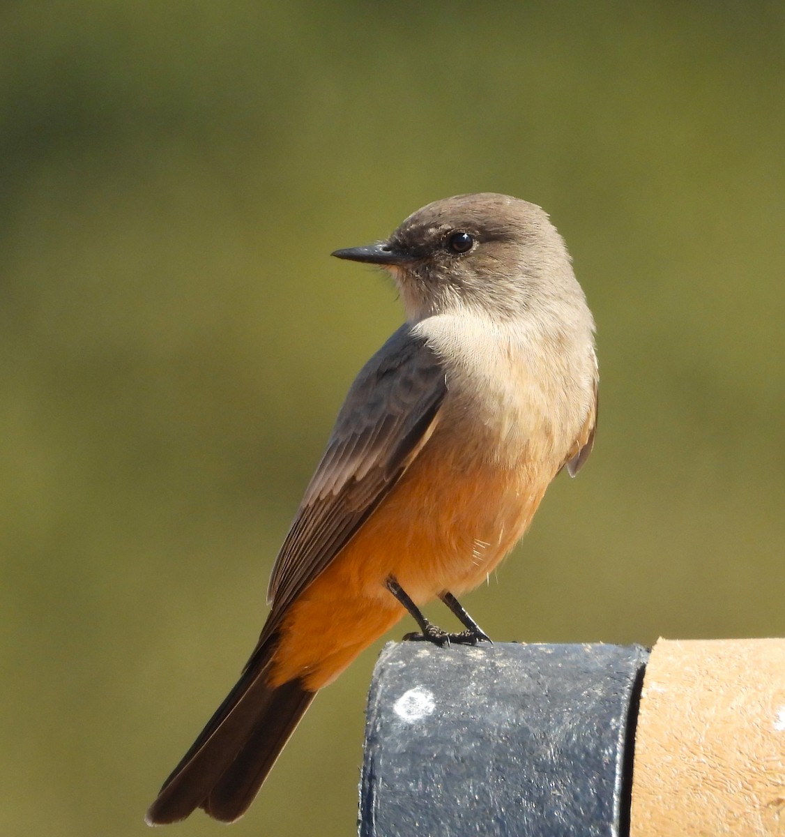 Say's Phoebe - ML624097425