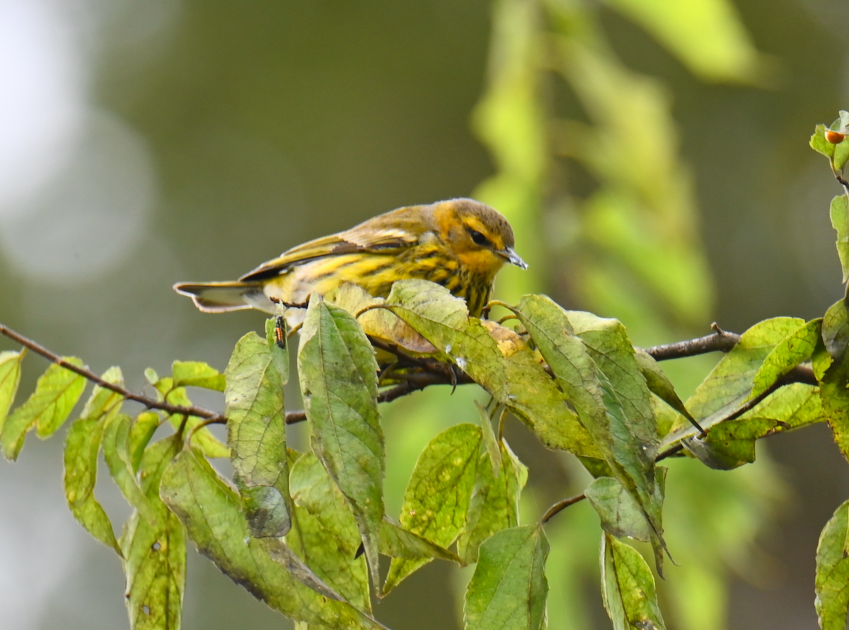 Cape May Warbler - ML624097430