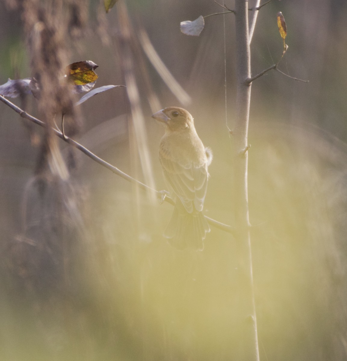 Blue Grosbeak - Rebecca Tatterson