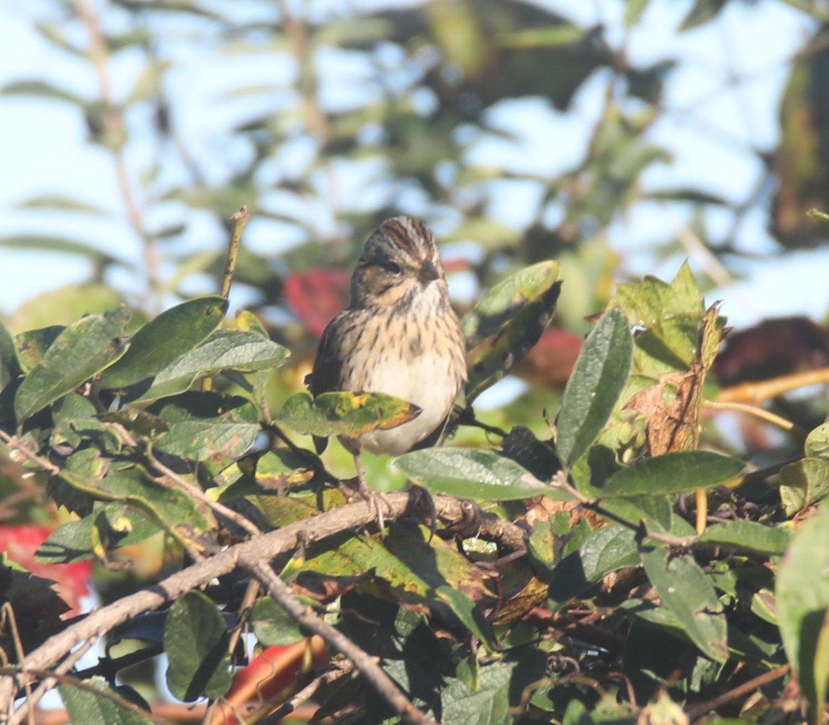 Lincoln's Sparrow - ML624097440