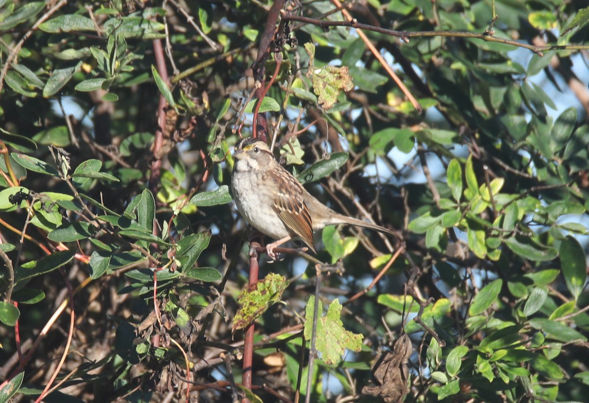 White-throated Sparrow - ML624097459