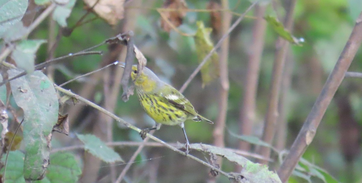 Cape May Warbler - ML624097464