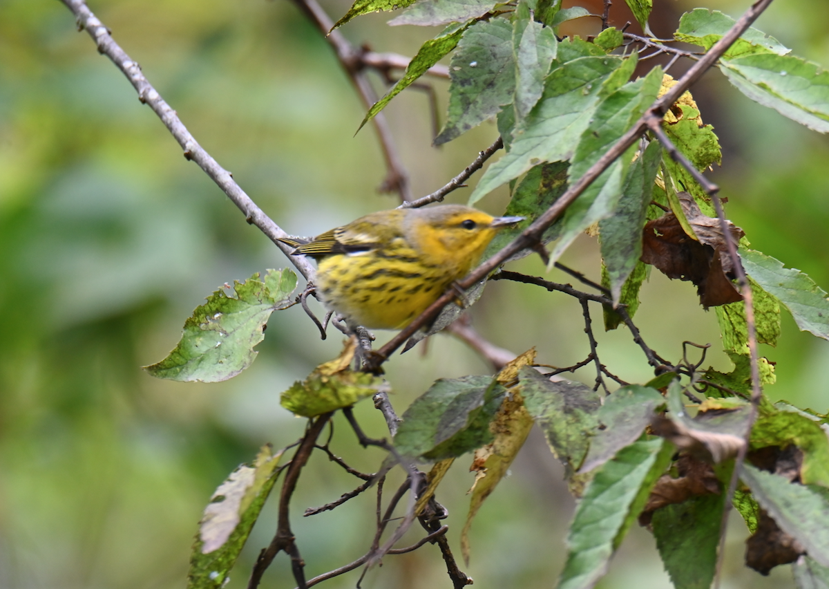 Cape May Warbler - ML624097468