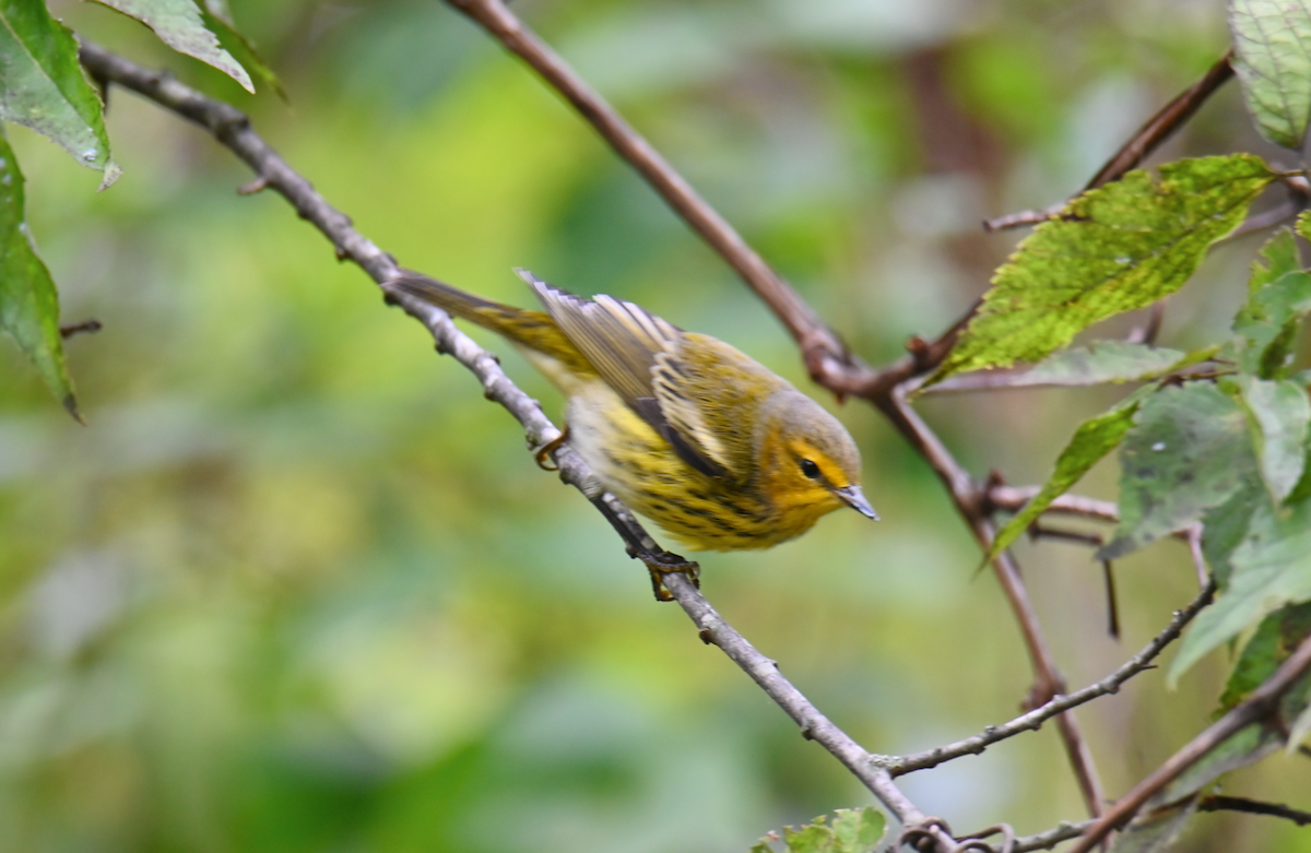 Cape May Warbler - ML624097471