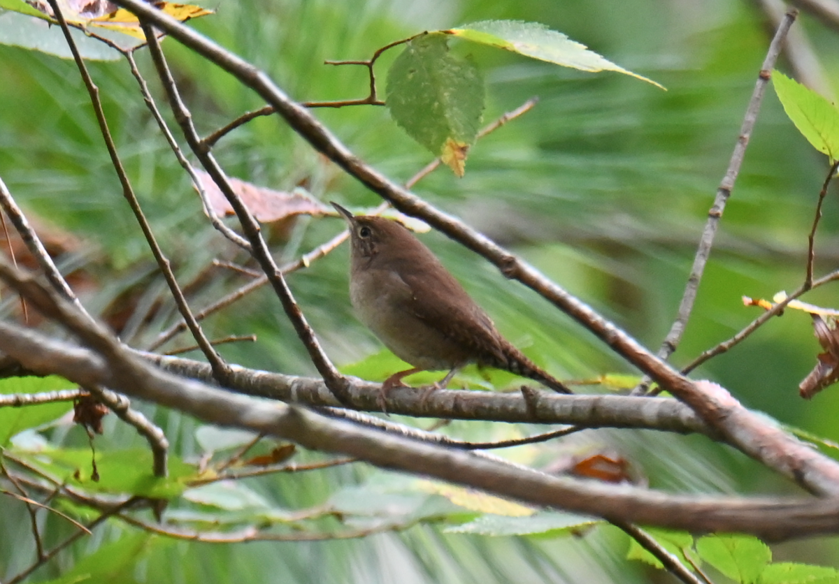 House Wren - ML624097491