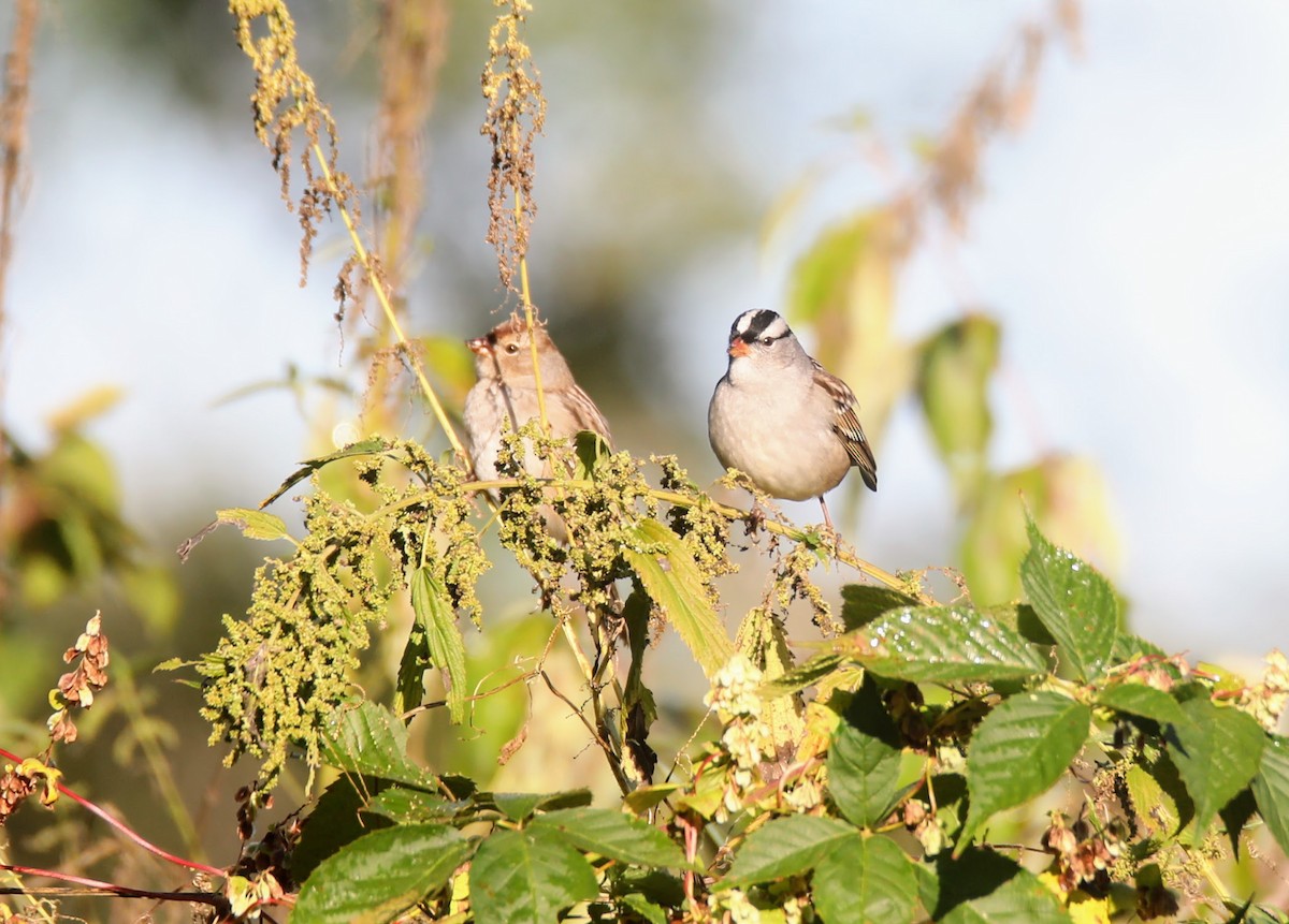 White-crowned Sparrow - ML624097494