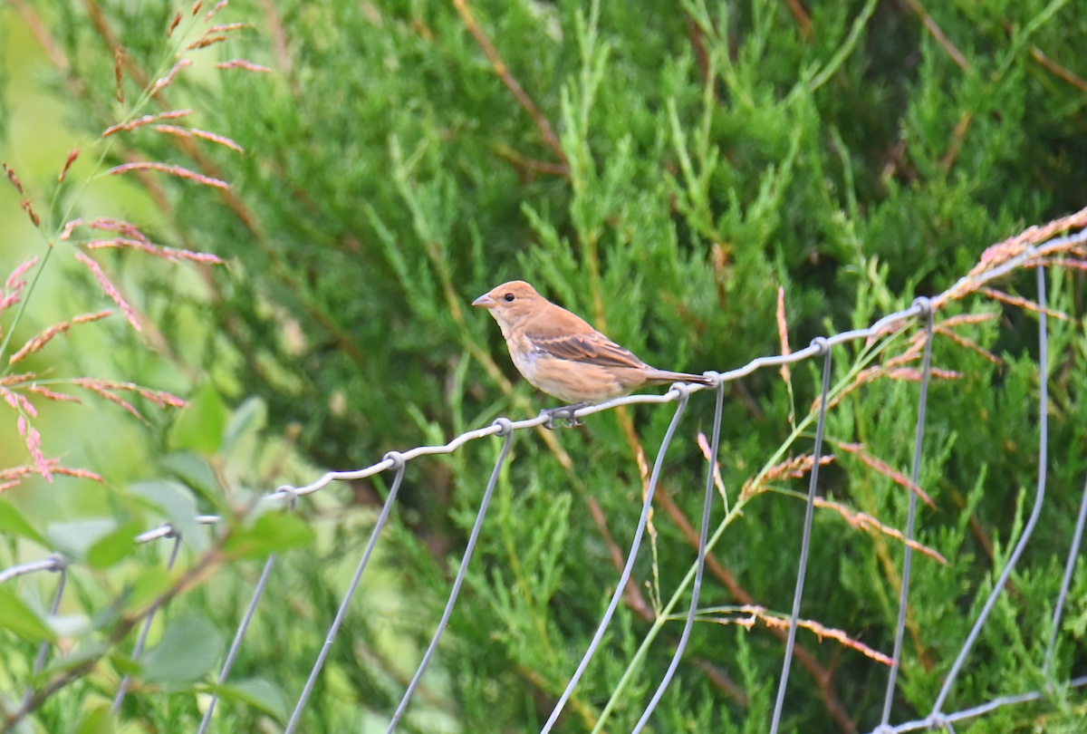 Blue Grosbeak - ML624097524