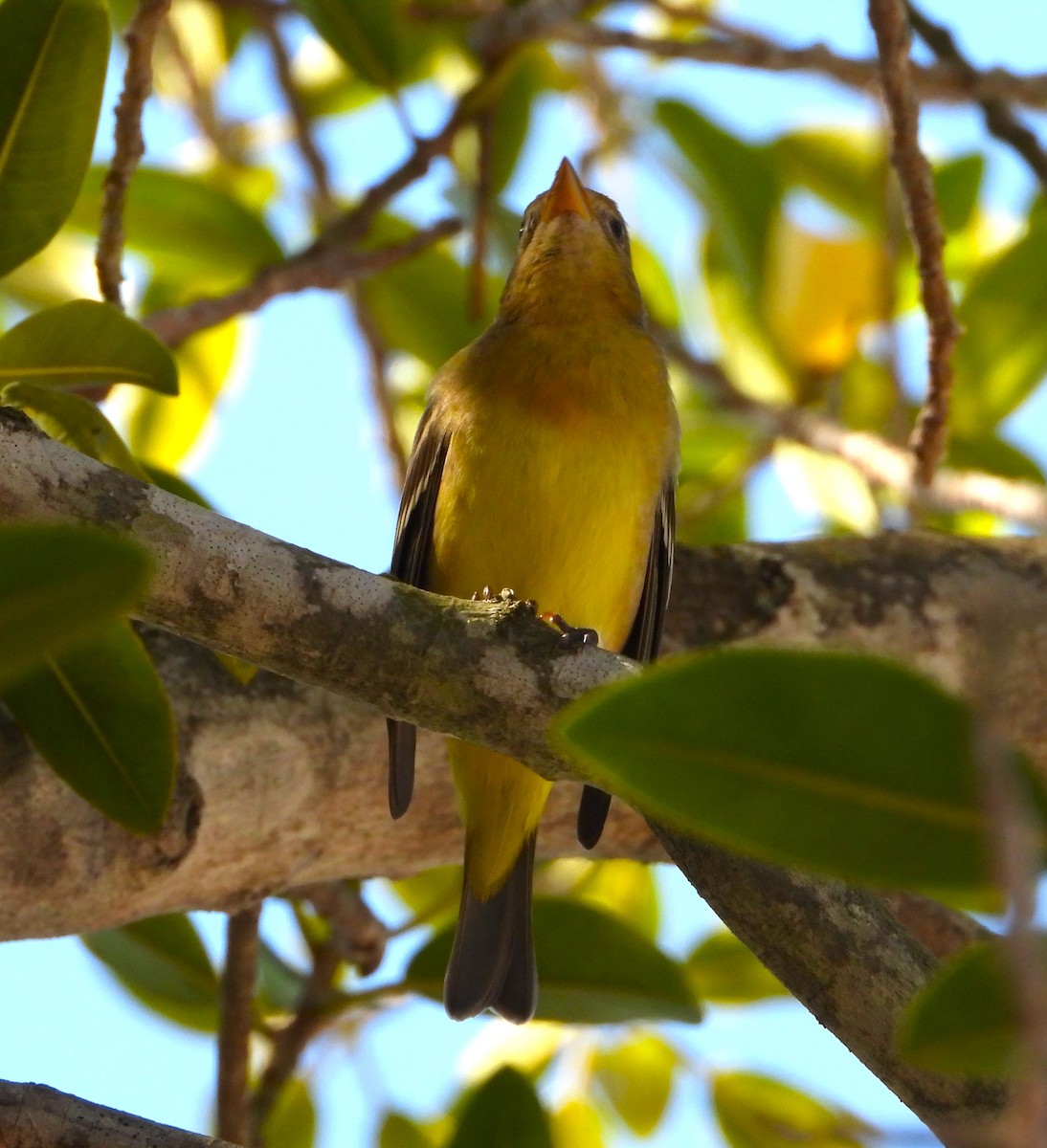 Piranga Carirroja - ML624097532