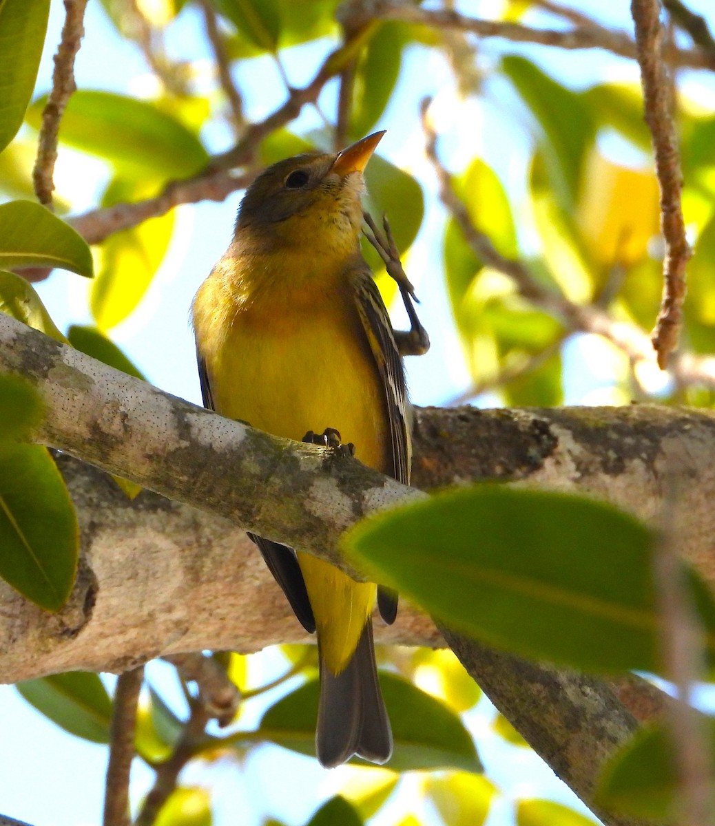 Western Tanager - ML624097533